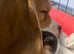 KC Registered Beagle Puppies - Ready for Their Forever Homes