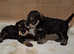 Adorable Miniature Schnauzer Puppies for Sale - Ready for New Homes on 8th of July!