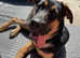 Rottweiler x