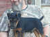 6 months old jagdterrier male
