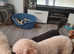 Toy poodle