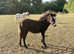 Gorgeous Pure Falabella Filly