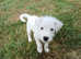 ** 1 Parson Russell Boy Ready to Leave **