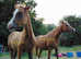 Arabian high % Part-bred Colt