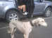 Saluki greyhound
