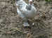 Magnificent French copper Marans cock bird-ladies also available