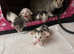 Oriental Bicolour Tortie kitten