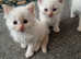 Beautiful (rare flame point ) kittens