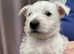 Gorgeous West Highland White Terrier puppies.
