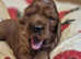 Irish-setter