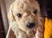Toy shihpoo