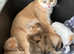 GCCF registered British Shorthair Blue Eyes Dominant Chocolate And Black Golden Kittens
