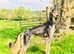 First cross saluki greyhound's