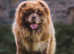 Chocolate male chow chow