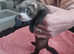 Ferret kits