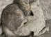 Male GCCF REG BSH Silver spotted tabby