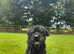 Obie 4.5 years
