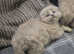 Stunning blue Scottish fold boys