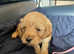 Beautiful f3 double doodle puppies for sale