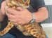 Bengal adult cat tica active not spayed 2 years