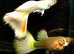 High quality Guppy Pairs collect or Delivered