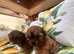 Shihpoo puppies two beautiful boys ready to go on may 4th