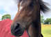 Beautiful 2yr old gelding