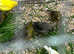 Canaries for sale males and females