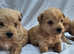 Gorgeous  westipoo pups