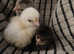 3 x 1 day old Pekin Bantam chicks and heated brooder