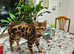 Bengal girl cat