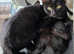 2 kittens available