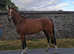 ****SUIT TEENAGER COMING OFF PONIES Classy 15.2h 4yo reschooled Irish TB filly only raced once