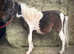 Boo Shetland gelding