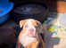 Olde English Bulldog Female pups