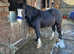 Rising 2yr old black cob gelding, standing at 12.3hh