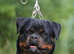 Beautiful Female Rottweiler
