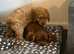 Cavapoo