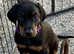 Health tested KC registered Doberman puppies