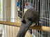 Male diamond dove