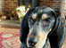 Bluetick coonhound for sale