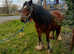 Cob mare