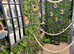 Young Goldfinches - Outdoor Aviary