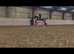 Stunning imported dream horse 16hh