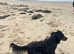 Gordon Setter Pups