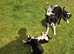 Gorgeous merle and black and white border collie pups for sale