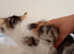 Beautiful kittens