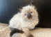 LAST BOY's /GIRL!READY NOW HCM/PKD Stunning ragdolls ready now