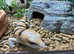 Pair of Peters Banded Skinks at Birmingham Reptiles