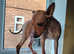 American hairless terrier